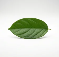 Single gymnema leaf on a white background