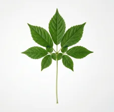 Compound green leaf representing astragalus and adaptogenic herbs