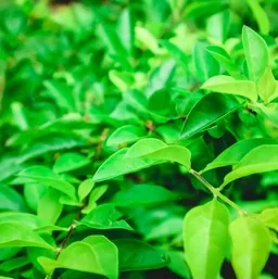 Fresh green tea leaves on the plant